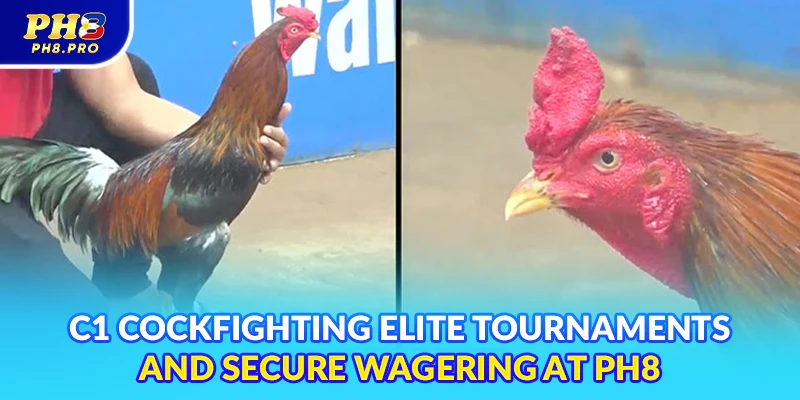 C1 cockfighting