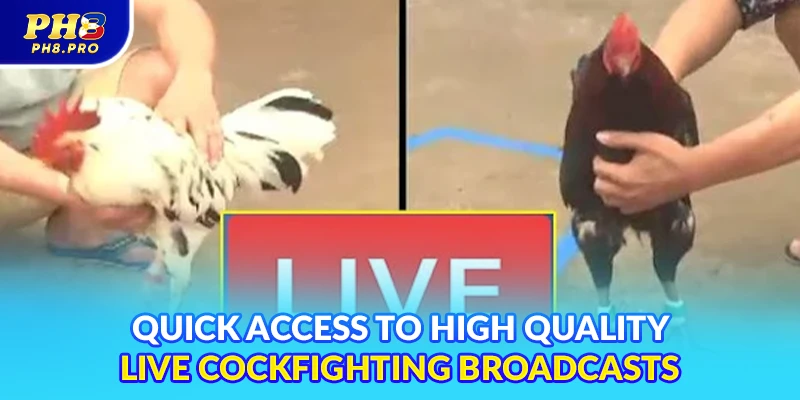 Quick access to high quality live cockfighting broadcasts