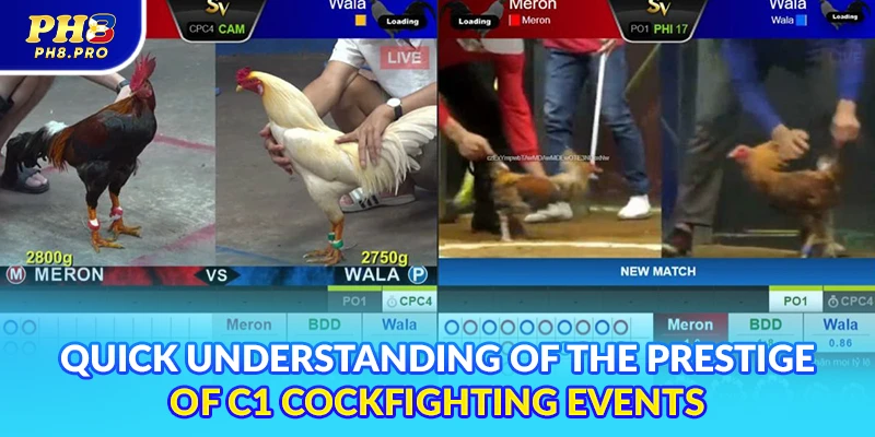 Quick understanding of the prestige of C1 cockfighting events